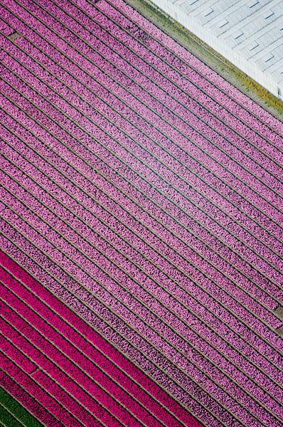 Bulb fields by Wouter Sikkema