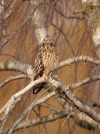 Chouette des champs dans la lumière chaude de l'hiver sur Patrick van Bakkum
