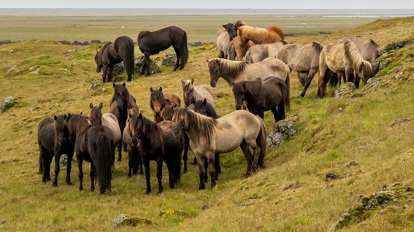 Icelandic horses in the open countryside by Paysages urbains - Rick Van der Poorten Photography