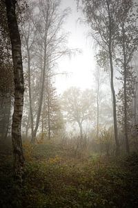Morgennebel