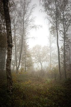 Ochtend mist