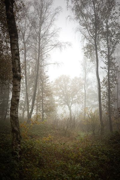 Ochtend mist van Mariska Vereijken