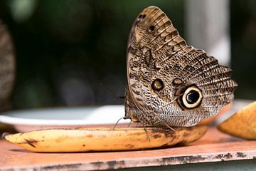 Uil vlinder Costa Rica (Caligo memnon) van Ohana