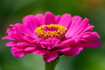 Roze bloem in de zon van Annemarie Goudswaard