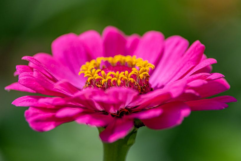 Pink flower in the sun by Annemarie Goudswaard