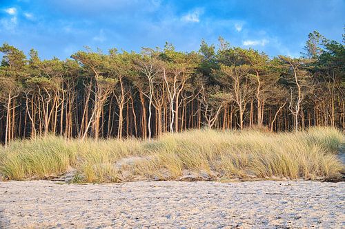 Op het Oostzeestrand met duinen