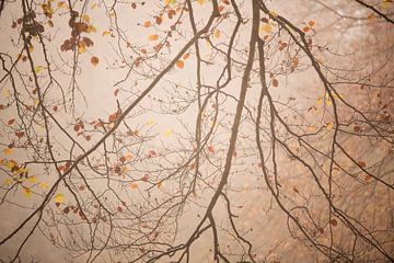 Branches d'automne dans une forêt brumeuse sur Bianca de Haan