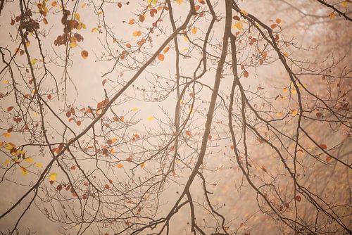 Herbstliche Zweige im nebligen Wald
