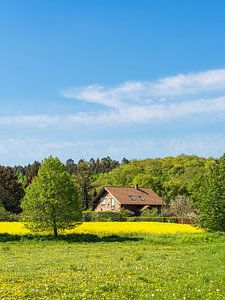Rapsfeld mit Bäumen und Wiese bei Parkentin