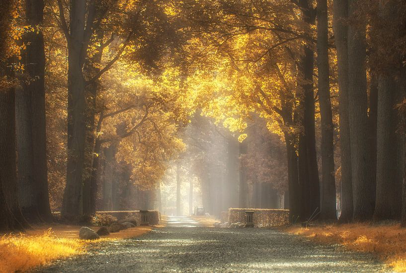 Statige laan by D. Henriquez