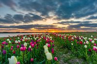 Tulip field in Zeewolde. Flevoland