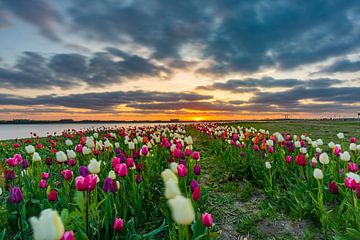 Tulpen veld in Zeewolde. Flevoland van Robin van Maanen