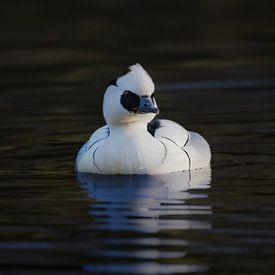 Nonnetje van Bram de Jong