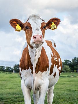 Jeune vache (petit doigt) de Hollande sur Jefra Creations
