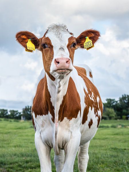 Jeune vache (petit doigt) de Hollande par Jefra Creations