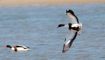 Shelduck von Pieter Heres