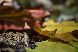Eine Kröte im Herbst von Claude Laprise