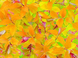 Orange von oben... (Orangefarbene Blätter)