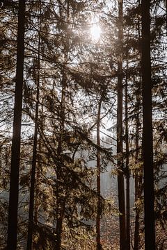Licht dat straalt door de bomen | De Ardennen in België van Floor Bogaerts