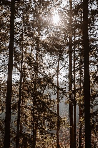 La lumière qui brille à travers les arbres | Les Ardennes en Belgique