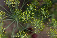 Dill