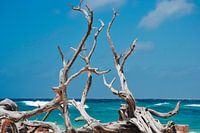 Bonaire