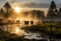 Venenartige Landschaft