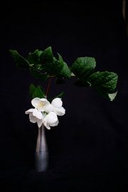 Vase mit weißer Blüte von Ard Edsjin