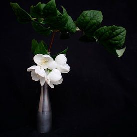 Vase mit weißer Blüte von Ard Edsjin