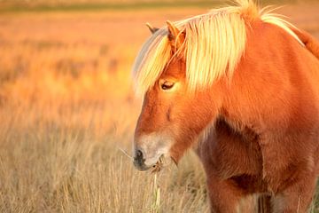 IJslands paard eet gras van Judith van Wijk