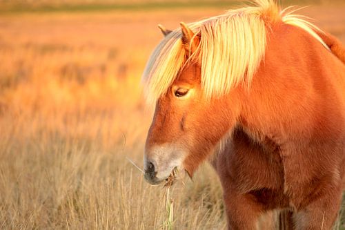 Un cheval islandais mange de l'herbe