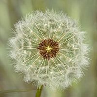 Pluizenbol van de paardebloem