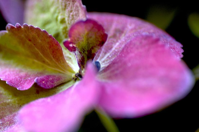 Bloem, Plant, Roze by Agnes Meijer