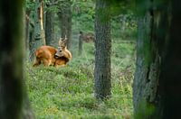Ree in the forest