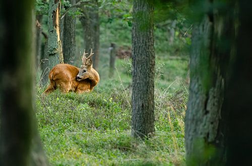 Ree in the forest by Erik Busstra