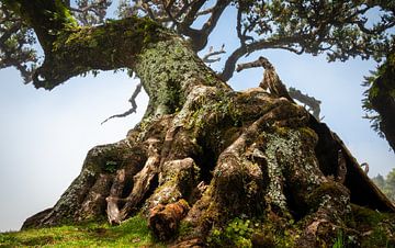 Huge tree trunk overgrown with moss and ferns by Erwin Pilon