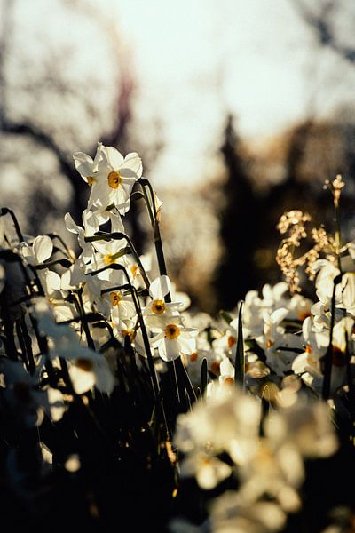 Rathenow &quot;City of Optics by David Krause