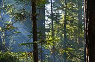 Zonnestralen schijnen door de Redwoods in California van Jeroen van Deel thumbnail