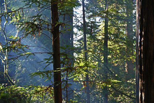 Zonnestralen schijnen door de Redwoods in California