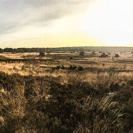 Rozendaalse veld, Rozendaal sur Peter van der Burg