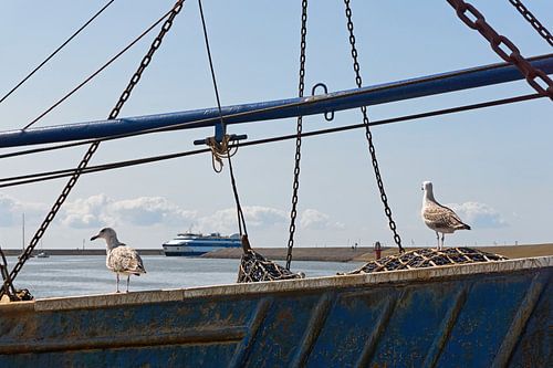 Mouettes à bord des navires de pêche