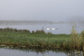 Schwäne im Morgennebel von Heidi Bol