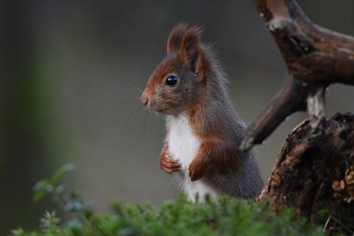 Eekhoorntje in het bos