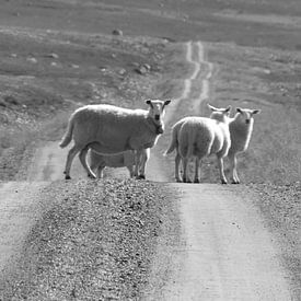 Sheep on the road sur Erica Pijs