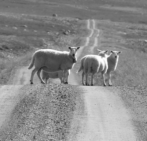 Schapen op een ongeasfalteerde weg in Noorwegen.