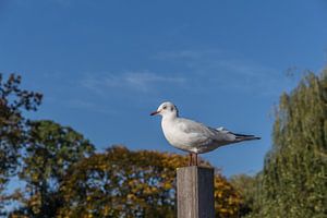 Meeuw poseert