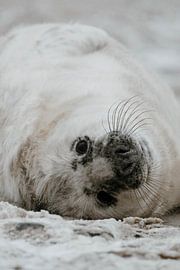 Seal | Wildlife Photography | Helogland | Germany by Inge Pieck