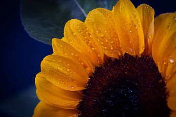 Close up zonnebloem van Sabina Meerman