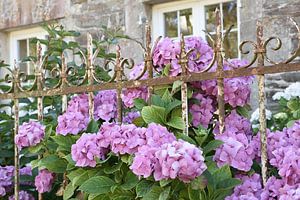 Boeiende pastel paarse hortensia in een Franse tuin art print - zomer straatfotografie van Christa Stroo fotografie