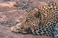 Afrikaanse luipaardkop in Namibië, Afrika van Patrick Groß thumbnail